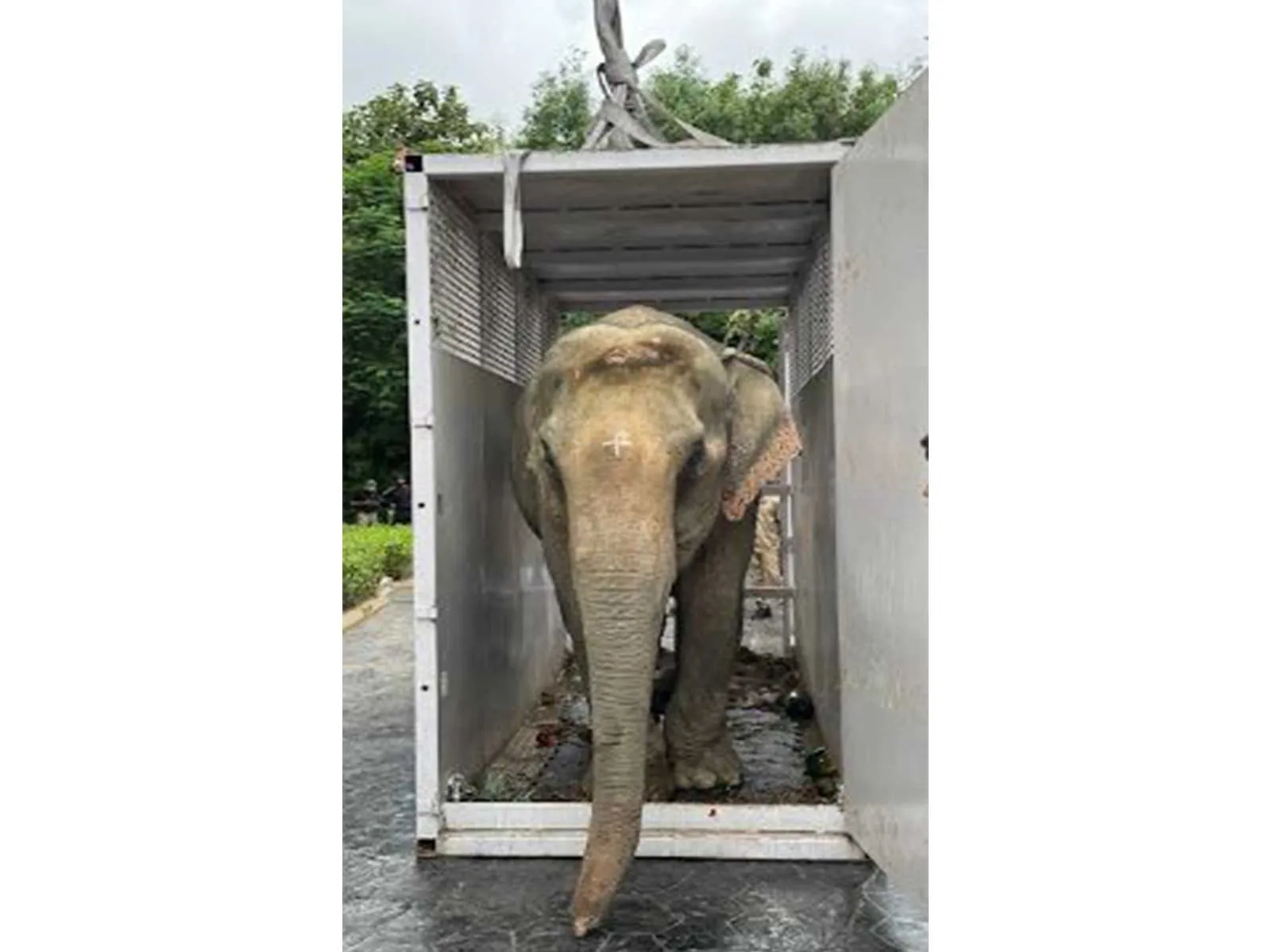 Elephant Joymoti rescued from Nagaland flood airlifted to Vantara for specialised hospital care