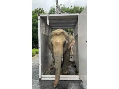 Elephant Joymoti rescued from Nagaland flood airlifted to Vantara for specialised hospital care