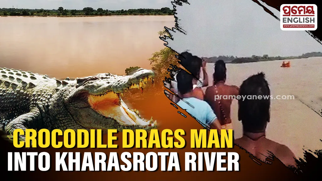 Crocodile drags man into Kharasrota River, search operation underway