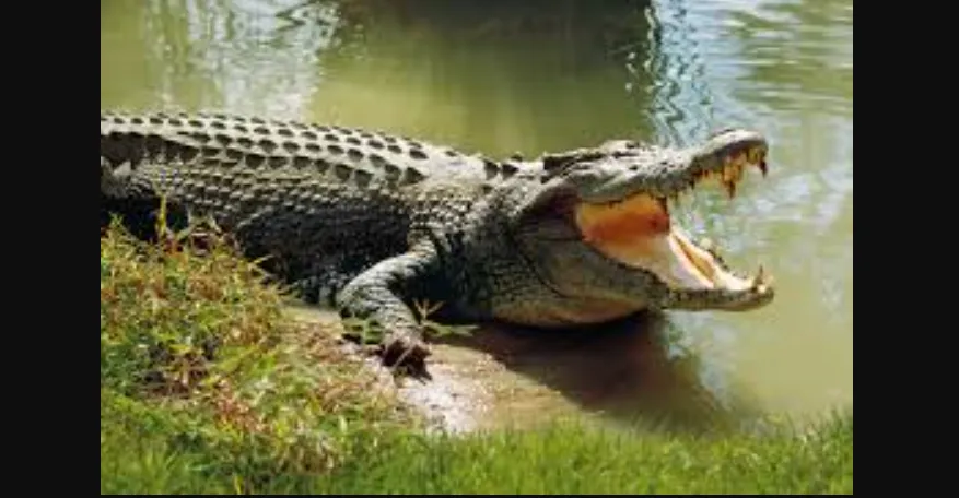 Crocodile drags man into Kharasrota River, search operation underway