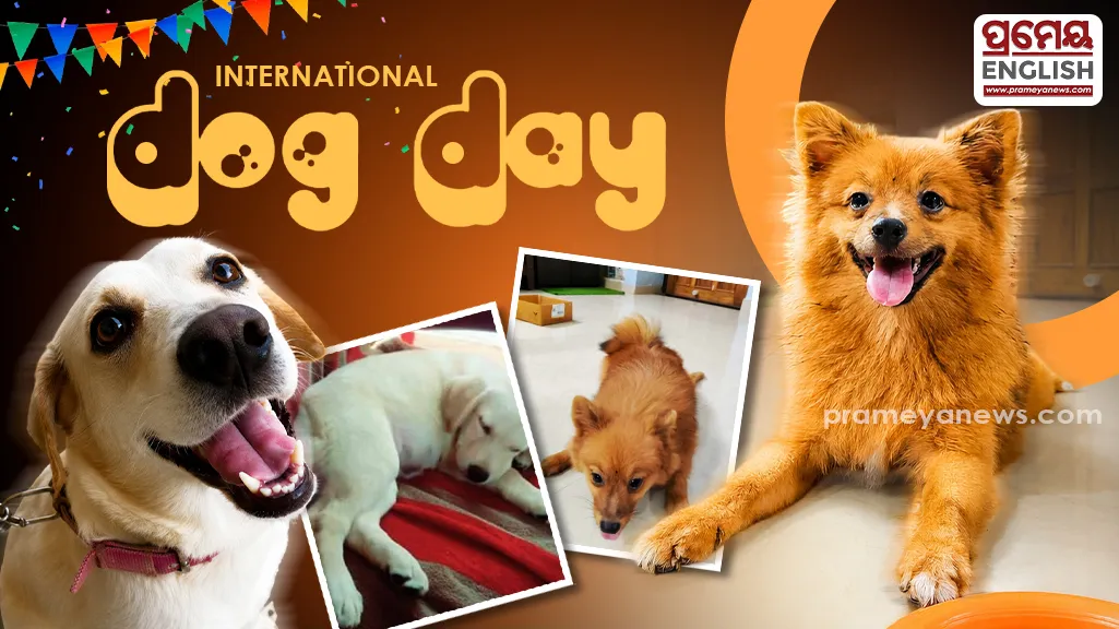 International Dog Day: When dogs become family