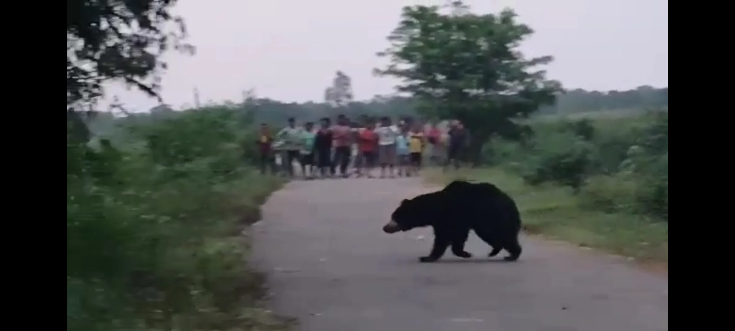 Bear spotted inside school premises in Koraput, Parents panic

