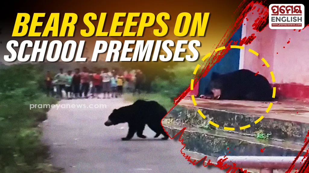 Panic gripped Guneipada area under Lamtaput block in Koraput district after a large bear was spotted inside a school campus and nearby residential areas.