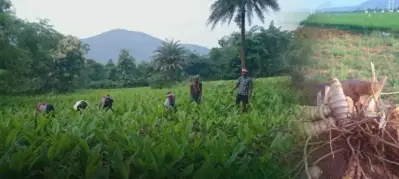 New ‘Pitambari’ turmeric variety gains popularity among farmers in Koraput
