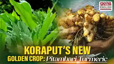 New ‘Pitambari’ turmeric variety gains popularity among farmers in Koraput