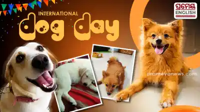 International Dog Day: When dogs become family