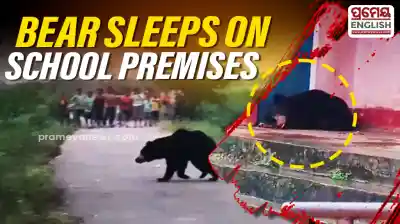 Bear spotted inside school premises in Koraput, Parents panic