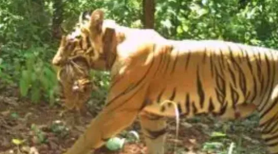 Zeenat’s Similipal Success: Tigress Gives Birth to 4 Cubs, Radio Collar Removal Planned