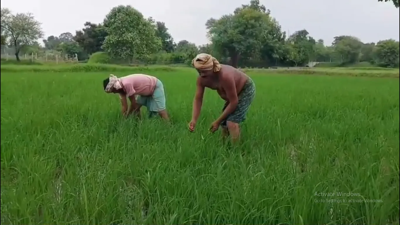 Balangir farmers begin organic rice cultivation for Jagannath Temple under 'Amruta Anna' scheme