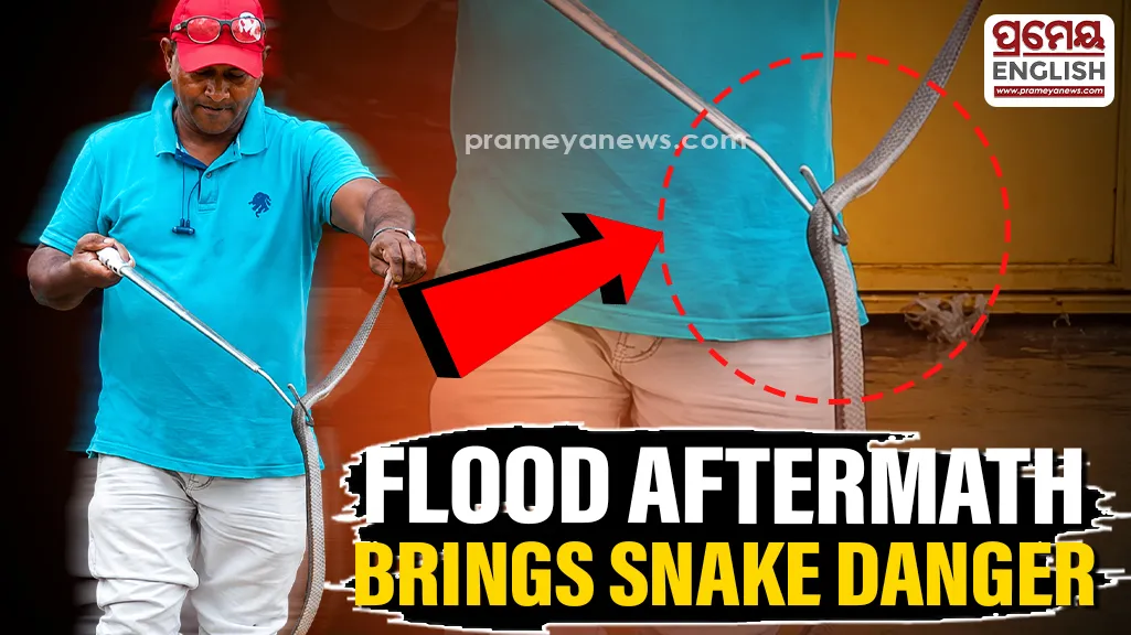 Snake threat rises in Odisha’s Jajpur as floodwaters recede; residents urged to stay alert

