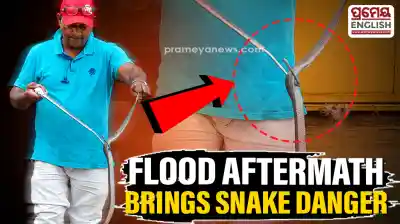 Snake threat rises in Odisha’s Jajpur as floodwaters recede; residents urged to stay alert