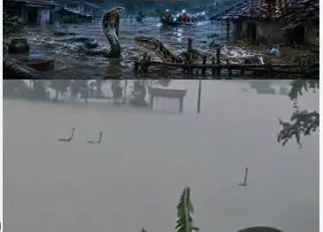 96 Snakebite Cases Reported in Odisha Flood-Hit Areas, No Deaths: Health Department