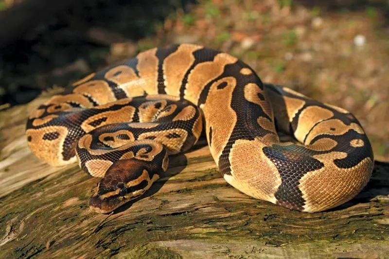 10-Foot Python rescued from college campus in Odisha’s Subarnapur

