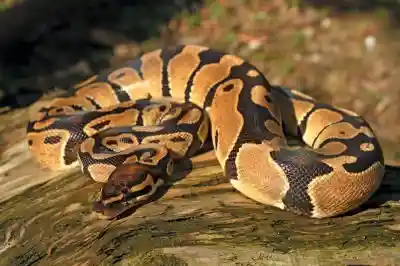 10-Foot Python rescued from college campus in Odisha’s Subarnapur