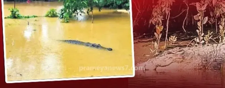 Odisha Forest Department launches crocodile safety drive, activates emergency WhatsApp helpline