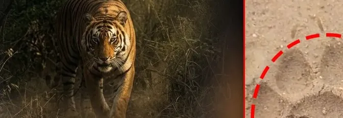 Leopard triggers panic in Boudh , forest department issues alert

