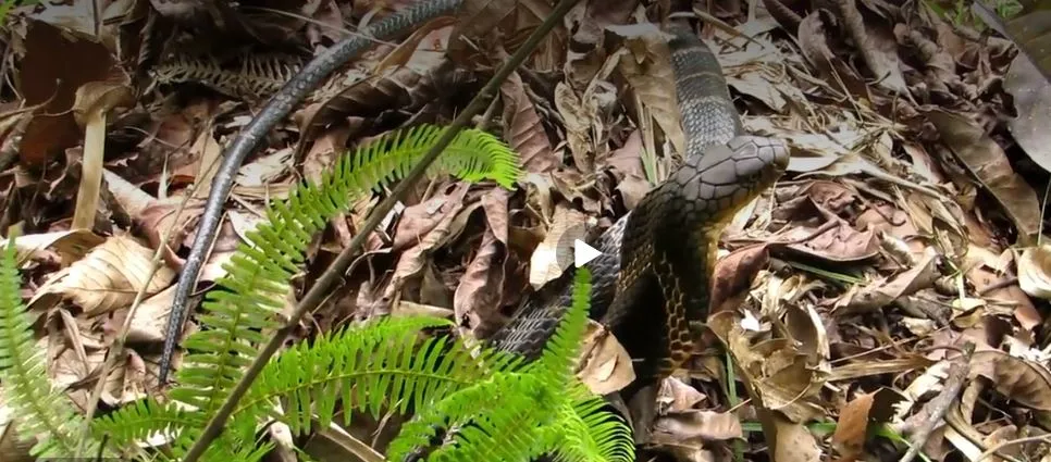 Does a King Cobra make a nest like birds? Nepal Forest Department discovers a mystique of the longest venomous snake!

