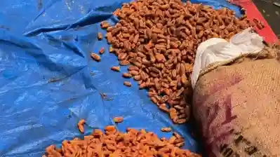 DRI seizes dry dates worth Rs 3 crore illegally imported from Pakistan