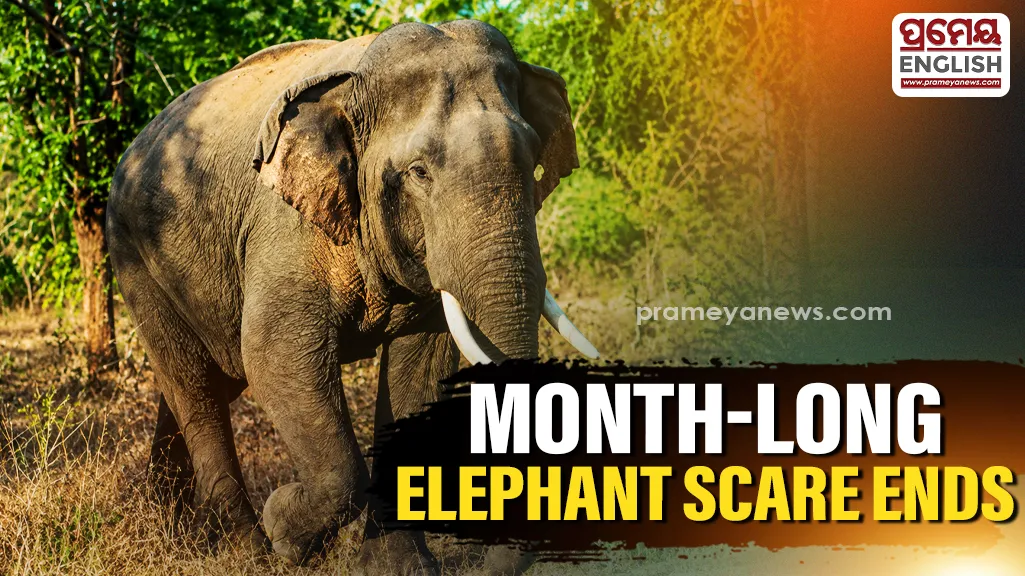 According to eyewitnesses, the elephant became alarmed by the noise of the gathering, entered the Mahanadi River, and was swept away by the strong flood currents.