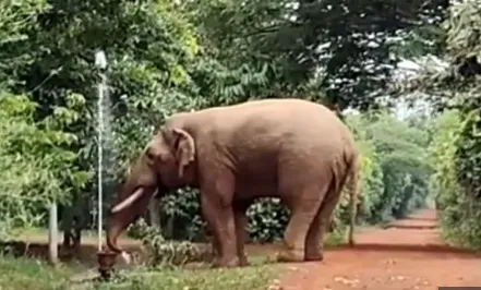 Odisha news: Month-long tusker scare ends as elephant leaves Kantilo area