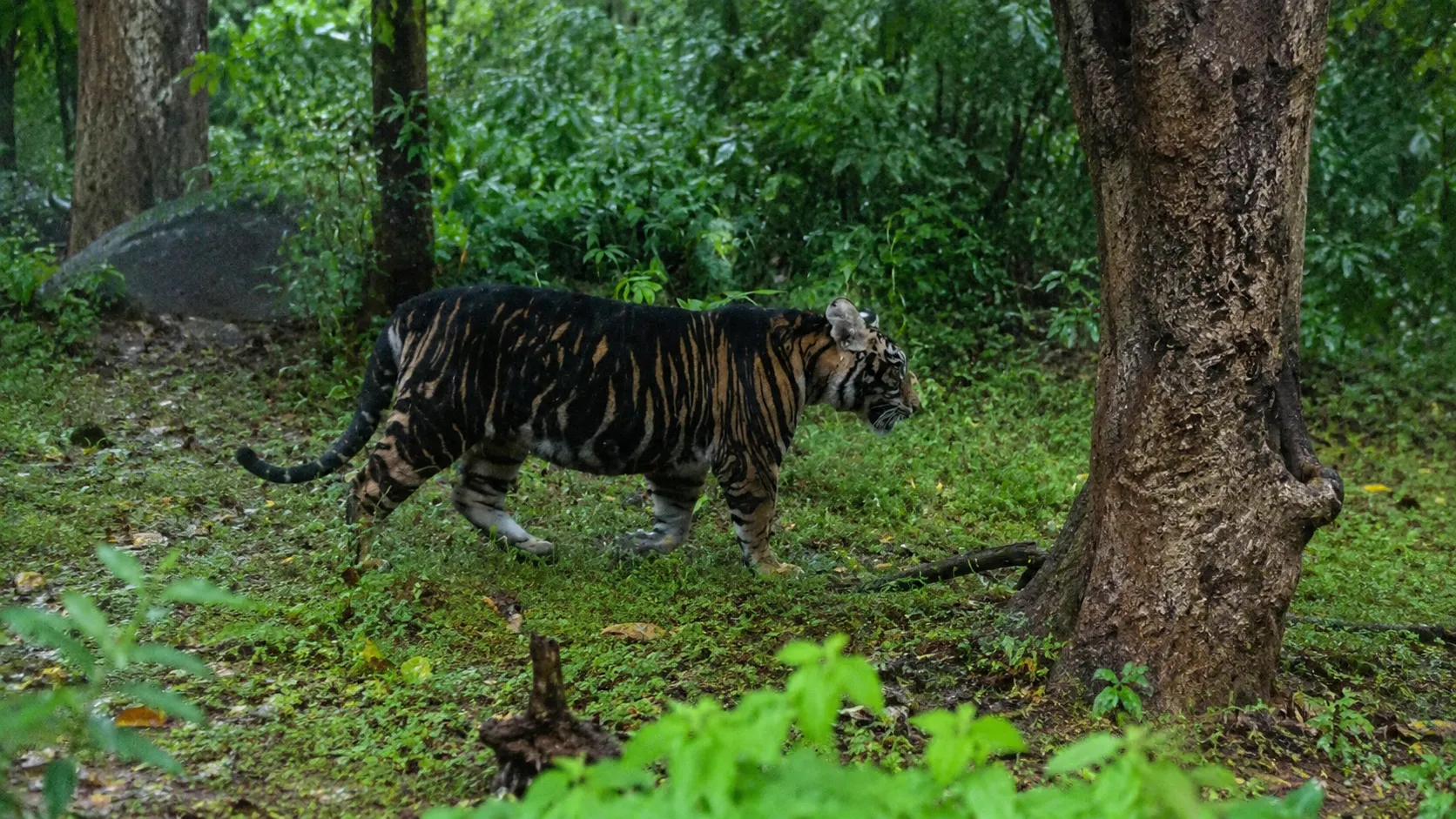 Similipal tragedy: Rare Melanistic tigress found dead, cause of death yet to be revealed

