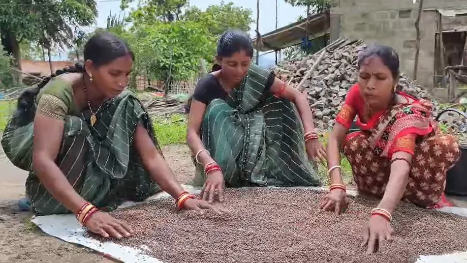 Malkangiri tribal women turn black rice farming into a profitable business