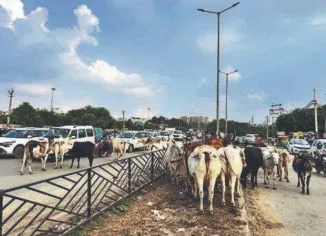Odisha Govt Plans Cattle Shelters Along NHs to Curb Stray Cattle Accidents: Minister