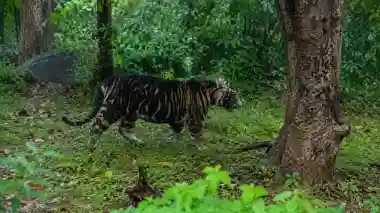 Similipal tragedy: Rare Melanistic tigress found dead, cause of death yet to be revealed