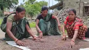 Malkangiri tribal women turn black rice farming into a profitable business
