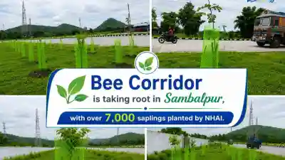 NHAI develops ‘Bee Corridor’ along Sambalpur National Highway in Odisha
