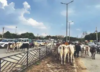 Odisha Govt Plans Cattle Shelters Along NHs to Curb Stray Cattle Accidents: Minister