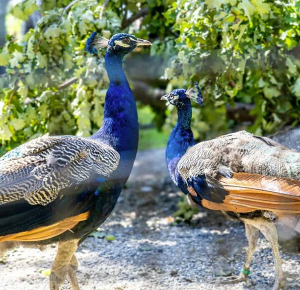 Historic 1981 Bird Tradition Continues Today — Here Is Why India Sent New Peacocks