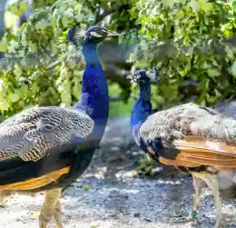Historic 1981 Bird Tradition Continues Today — Here Is Why India Sent New Peacocks