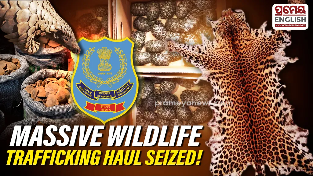 DRI seizes leopard pelts, 180 star tortoises, pangolin scales in wildlife trafficking crackdown