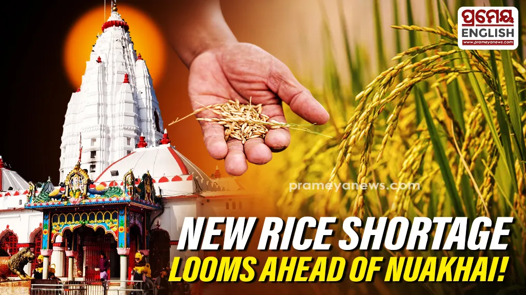 Nuakhai 2026: New rice crisis looms in Western Odisha, farmers worried ahead of festival

