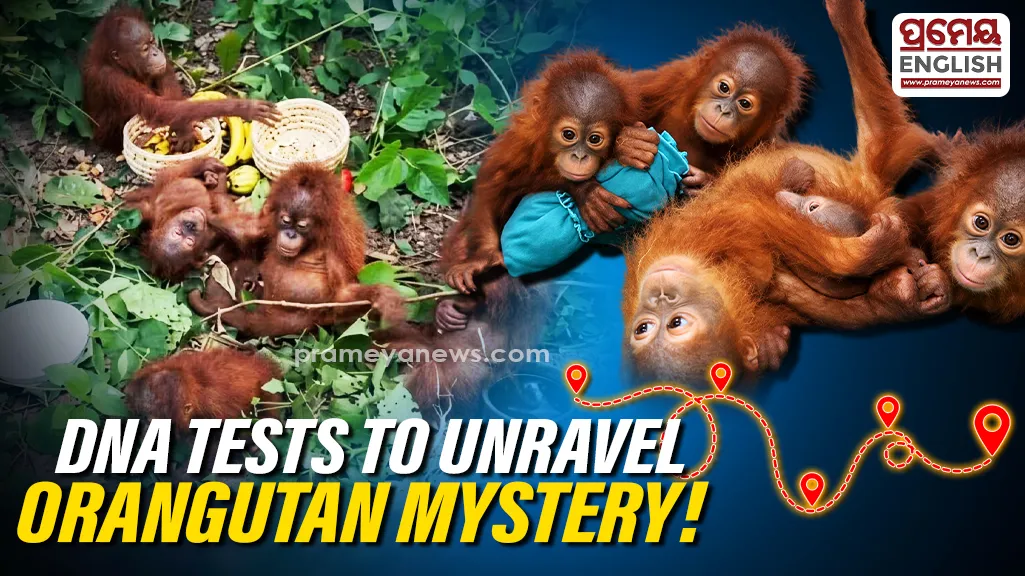 Odisha Orangutan Trafficking Case: Govt Orders Strict Action, DNA Tests to Trace Origin
