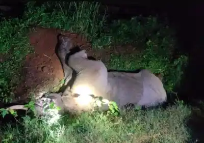 Elephant killed after being hit by speeding train in Rayagada