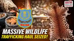 DRI seizes leopard pelts, 180 star tortoises, pangolin scales in wildlife trafficking crackdown