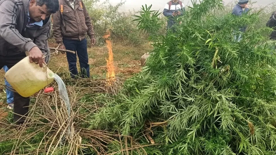 Odisha steps up war on illegal cannabis cultivation; drones, satellite images to track hidden farms