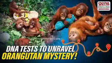 Orangutans in Odisha: Odisha Govt orders strict Action, DNA tests to trace origin
