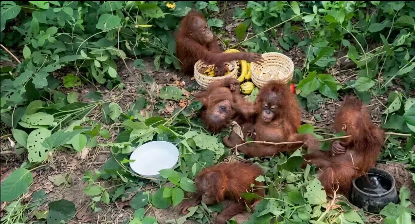 Orangutans in Odisha: Odisha STF traces suspected route to Kolkata