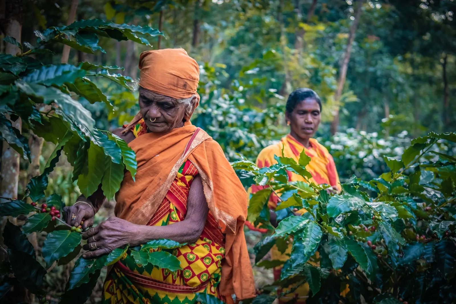From Odisha hills to BRICS tables: How Koraput coffee found a global stage