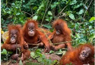 Odisha Govt Forms Technical Panel for Welfare of Five Rescued Orangutans