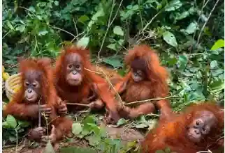 Odisha Govt Forms Technical Panel for Welfare of Five Rescued Orangutans