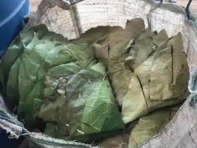 Nuakhai 2026: Mahul, Kurei, Bhalia or Sargi? Know Subarnapur’s unique tradition