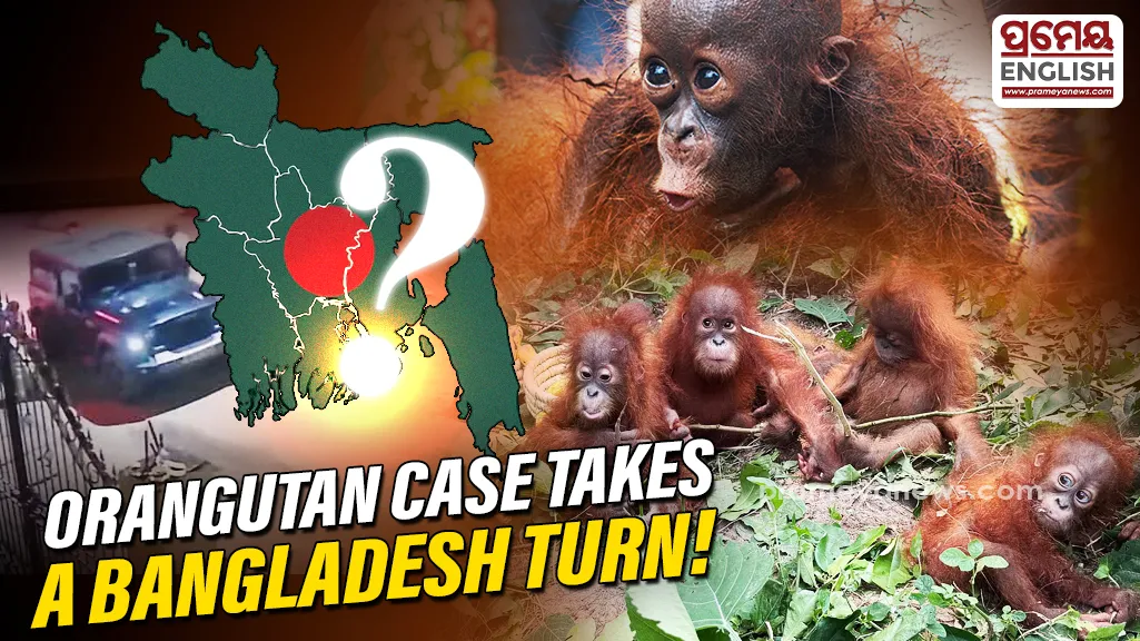 Orangutan smuggling case: Bangladesh link emerges in probe