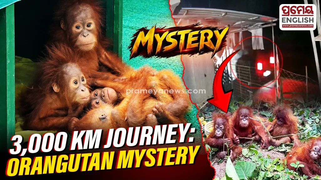 5 Baby Orangutans Rescued in Odisha: Mystery Deepens Over Suspected Wildlife Trafficking Route