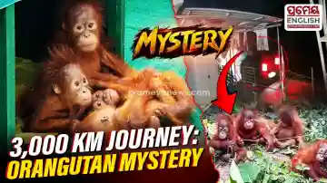The Orangutan mystery