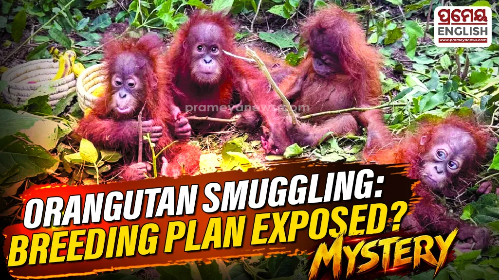 Odisha Orangutan Smuggling Case: Was Illegal Breeding Behind Trafficking of 5 Cubs?