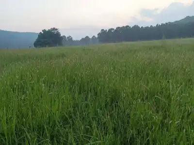 Similipal Tiger Reserve launches 500 hectare grassland restoration drive to strengthen tiger habitat